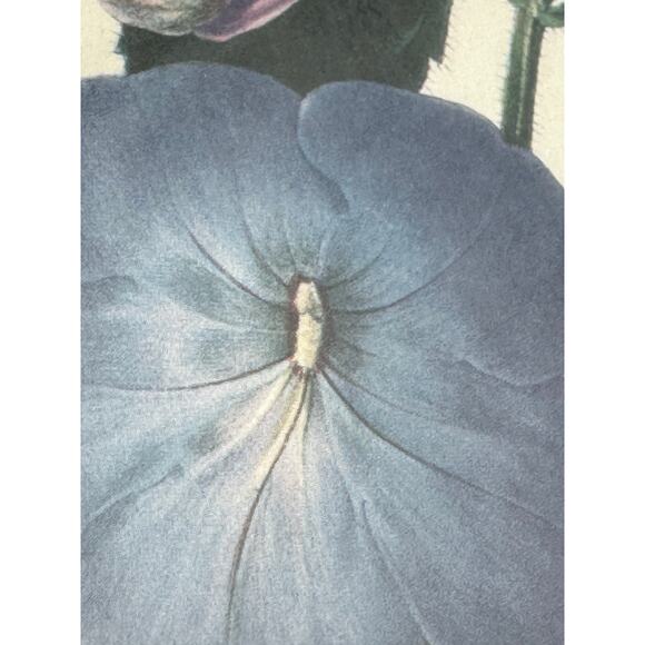 S. Holden Achimenes Longiflora signed Botanical Print 16" x14” glass floral Art - Picture 11 of 16